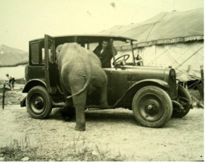ELEPHANT-IN-CAR